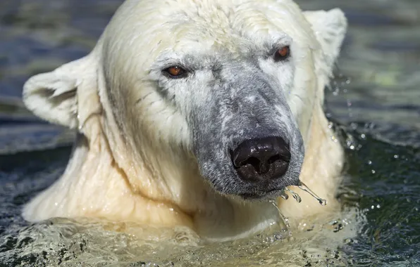 Picture face, water, bathing, polar bear, polar, ©Tambako The Jaguar