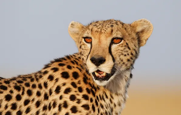 Cat, look, face, Cheetah