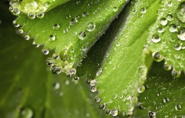 Picture leaves, drops, macro, green leaf