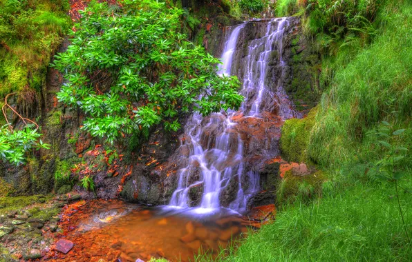 Greens, forest, grass, stream, stones, waterfall, moss, the bushes