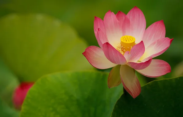 Leaves, macro, petals, Lotus