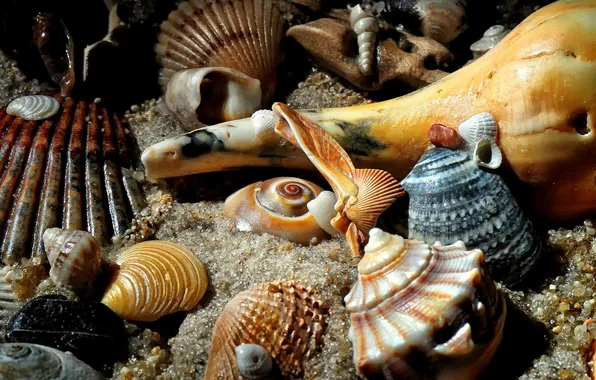 Sand, sea, aquarium, the bottom, sink, shell