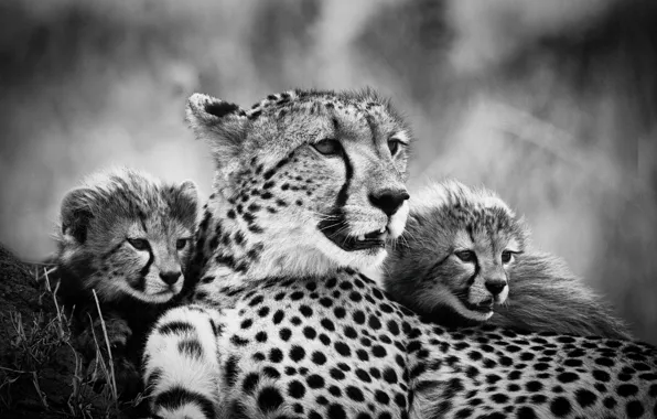 Picture mom, cubs, cheetahs, black and white photo