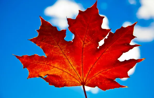 Autumn, the sky, leaves, clouds, maple