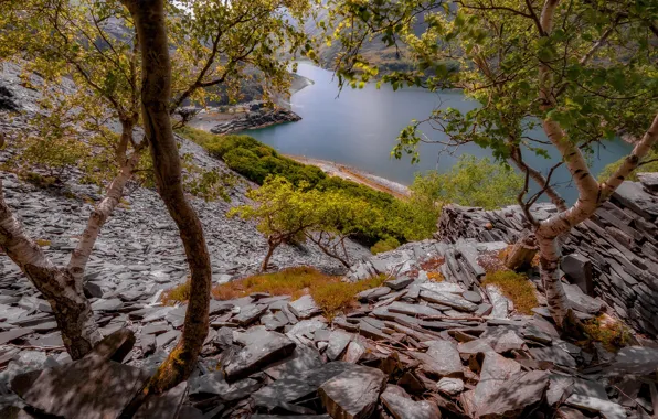 Trees, lake, stones, Wales, Llyn Peris