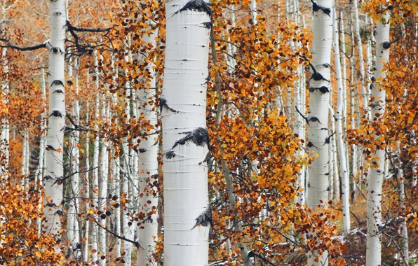Picture autumn, forest, foliage, trunk