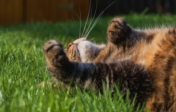 Tabby cat, lying on her back, on the grass