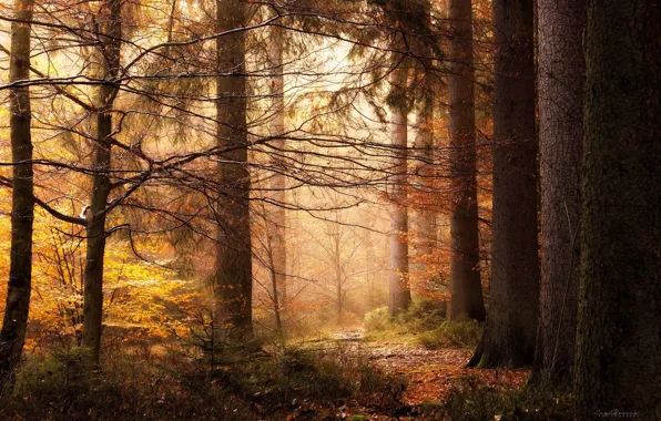 Autumn, forest, light, trees, nature