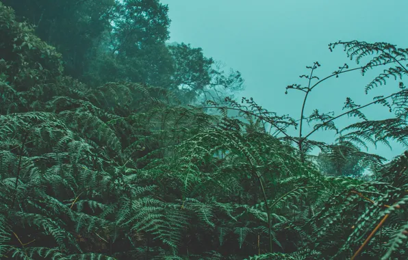 Trees, nature, fog, fern