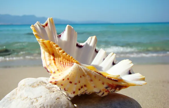 Picture sea, beach, stay, shell