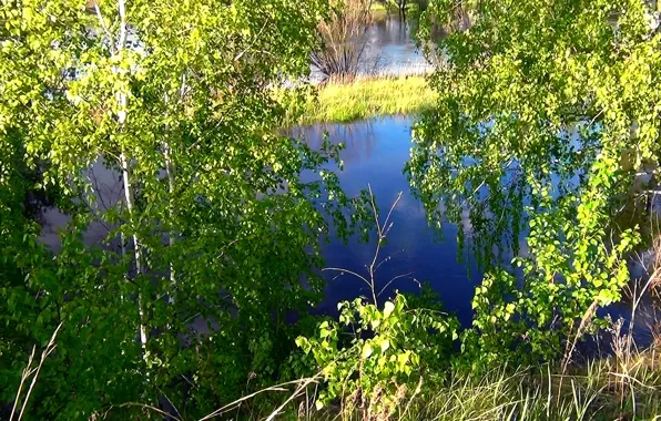Summer, background, Wallpaper, shore, River, Siberia