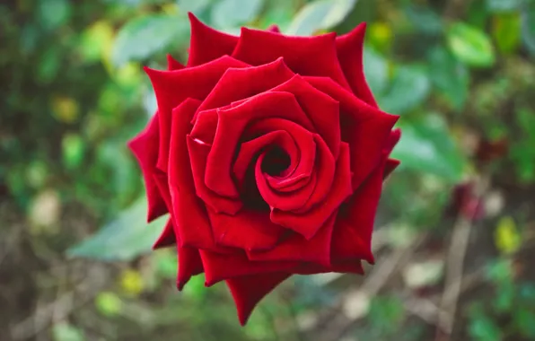 Flower, background, rose, Bud, red, one