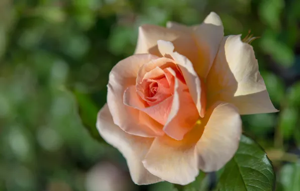 Macro, roses, petals, buds