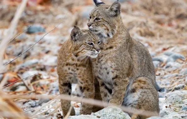 Look, branches, nature, stones, pair, wild cats, lynx, lynx
