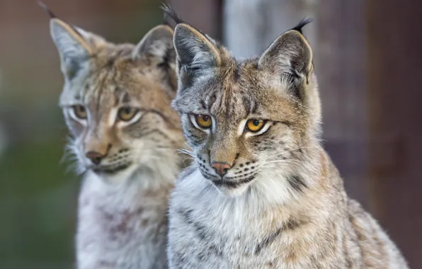 Picture cat, face, pair, lynx, ©Tambako The Jaguar