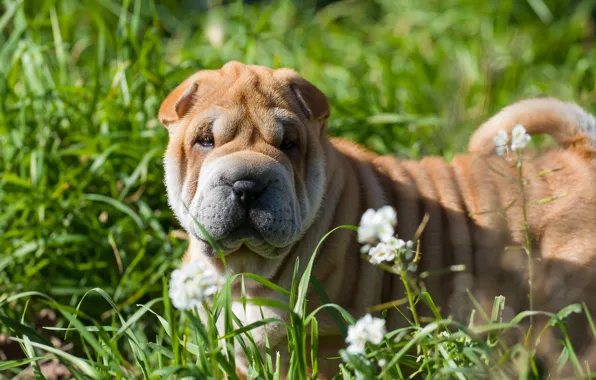 Grass, look, dog, Sharpay, puppy