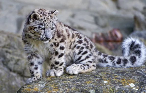Stone, IRBIS, snow leopard, cub