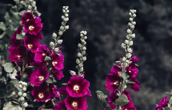 Flowers, nature, background, Purrfect_photo