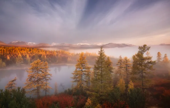 Picture larch, yellow, morning, mountains, dal, the colors of autumn, Golden autumn, autumn