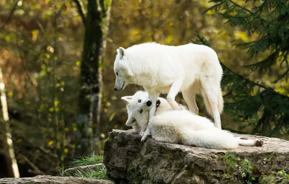 White, nature, stone, paw, wolf, bite, wolves, white