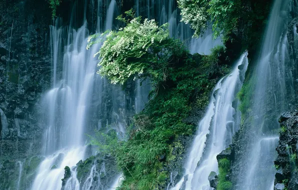Waterfall, Japan, The bushes