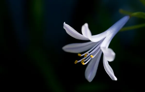 Flower, background, petals, stamens