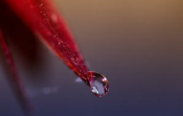 Leaves, drops, red, Rosa, background