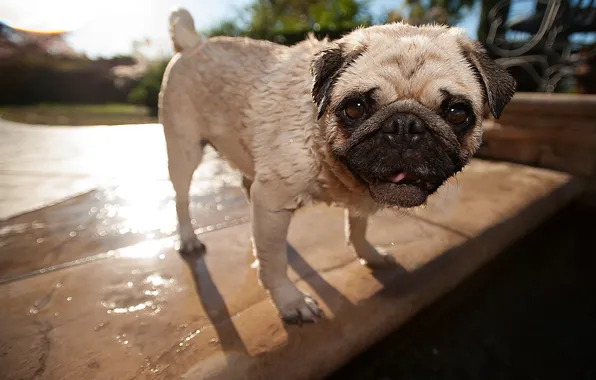 Picture dog, pug, the pool