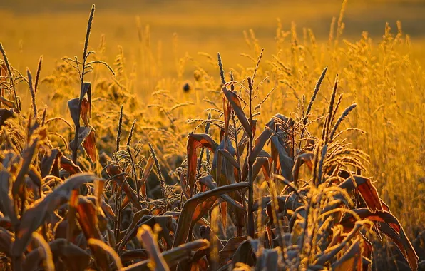 Landscape, sunset, nature