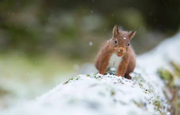 Picture winter, snow, nature, pose, protein, log, nuts, face