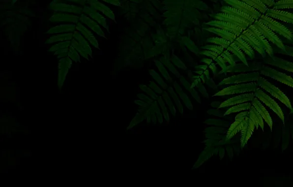 Foliage, green, black background, the dark background