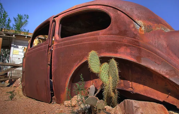 Picture auto, cactus, rust, case