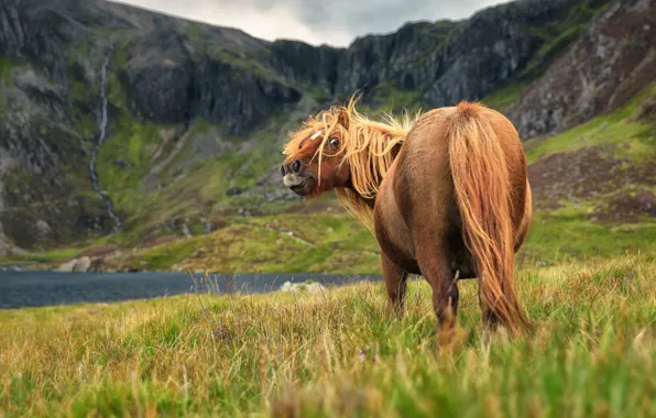 Grass, look, face, mountains, horse, shore, horse, tail