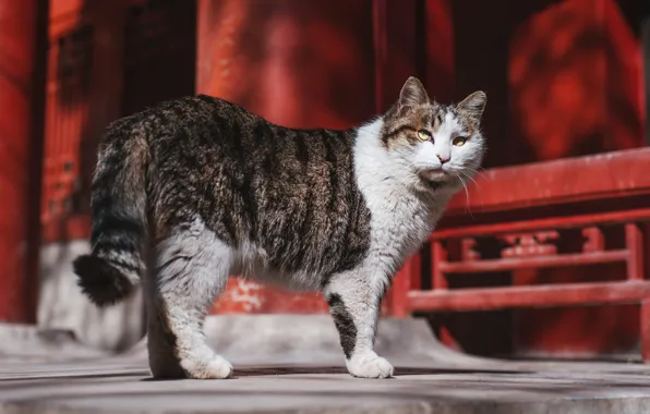 Cat, cat, look, light, red, house, background, street