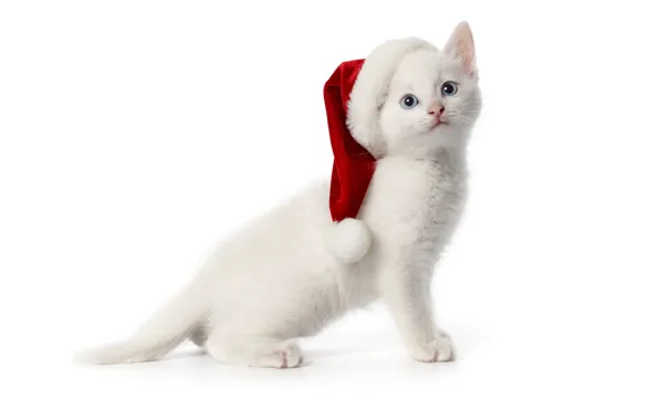White, kitty, cap