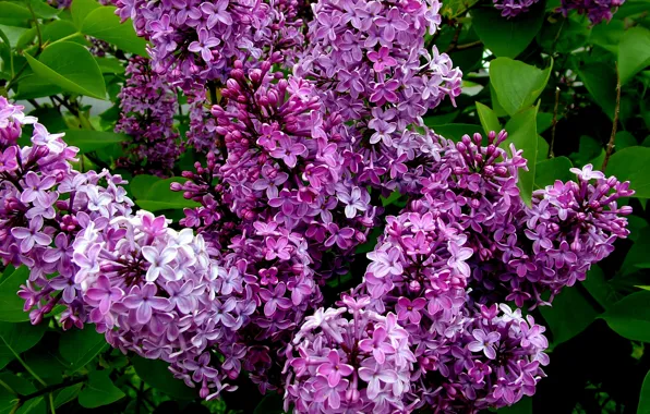 The bushes, flowering, lilac