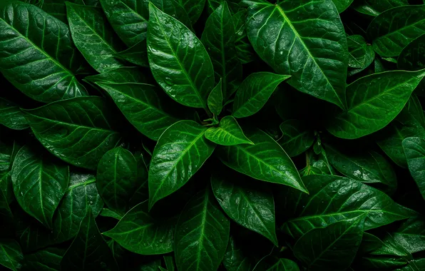 Leaves, drops, macro, background, green, Wallpaper, green, wallpaper