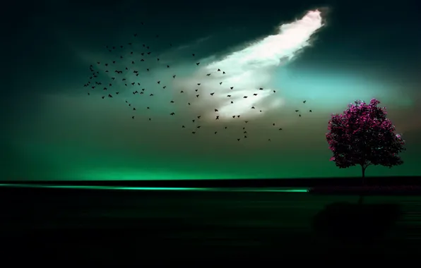 Birds, tree, horizon, Me ilumina