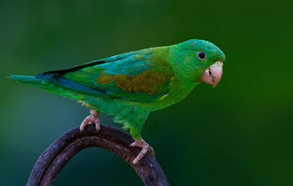 Picture bird, beak, tail, slender-billed parrot rufous-gorgeted