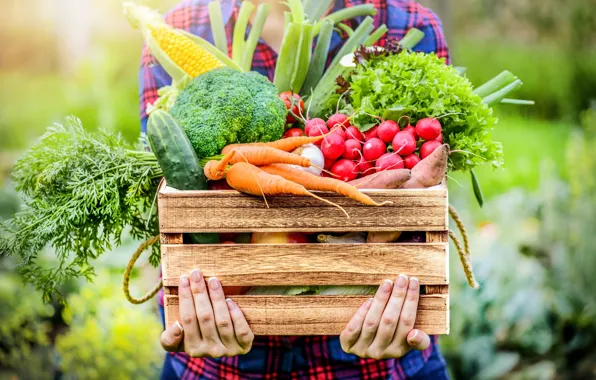 Greens, girl, hands, harvest, box, vegetables, carrots, cabbage
