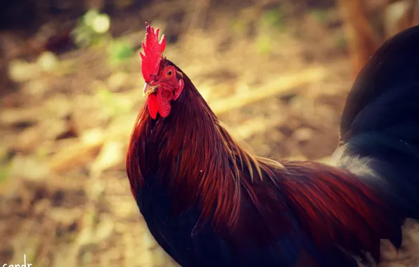 Wallpaper cock, tail, blur, the year of the rooster
