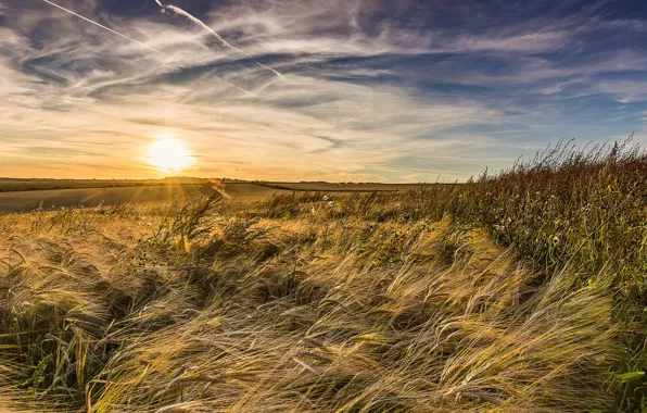 Picture field, summer, sunset, nature