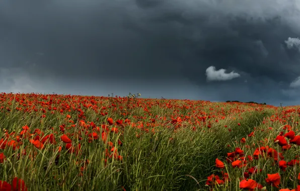 Picture field, the sky, flowers, red, clouds, Maki, storm, poppy field