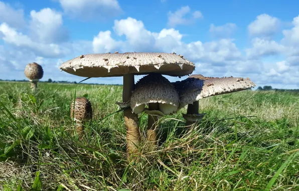 Picture field, grass, mushrooms, mushroom umbrella