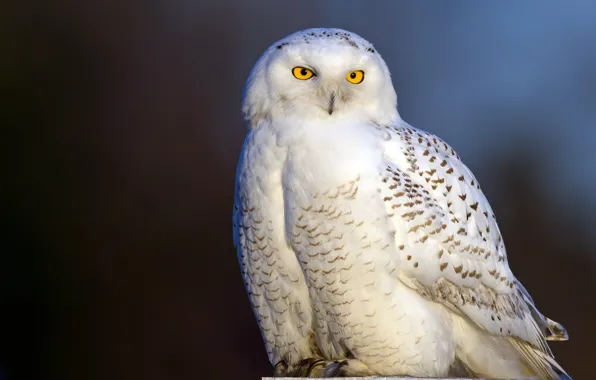 Bird, snowy owl, white owl