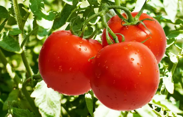 Picture leaves, drops, red, stems, vegetables, tomatoes, tomatoes, bed