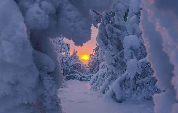 Winter, the sun, snow, trees, nature