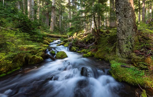 Forest, summer, river