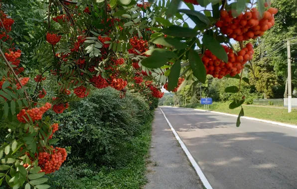 Road, Rowan, Foliage