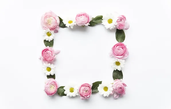 Picture flowers, chamomile, pink, pink, flowers, peonies, peonies, camomile